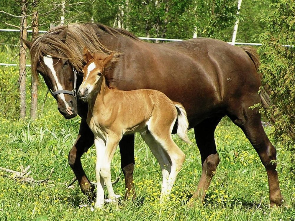 Hevonen ja huolenpito
